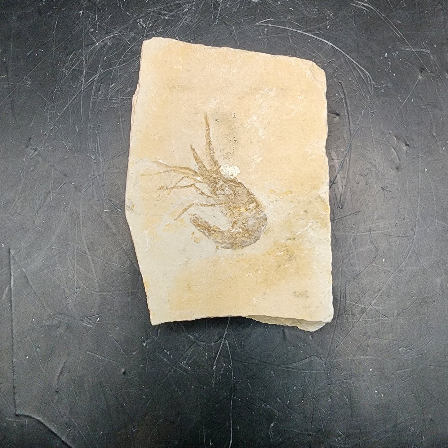 Striking Shrimp Fossil