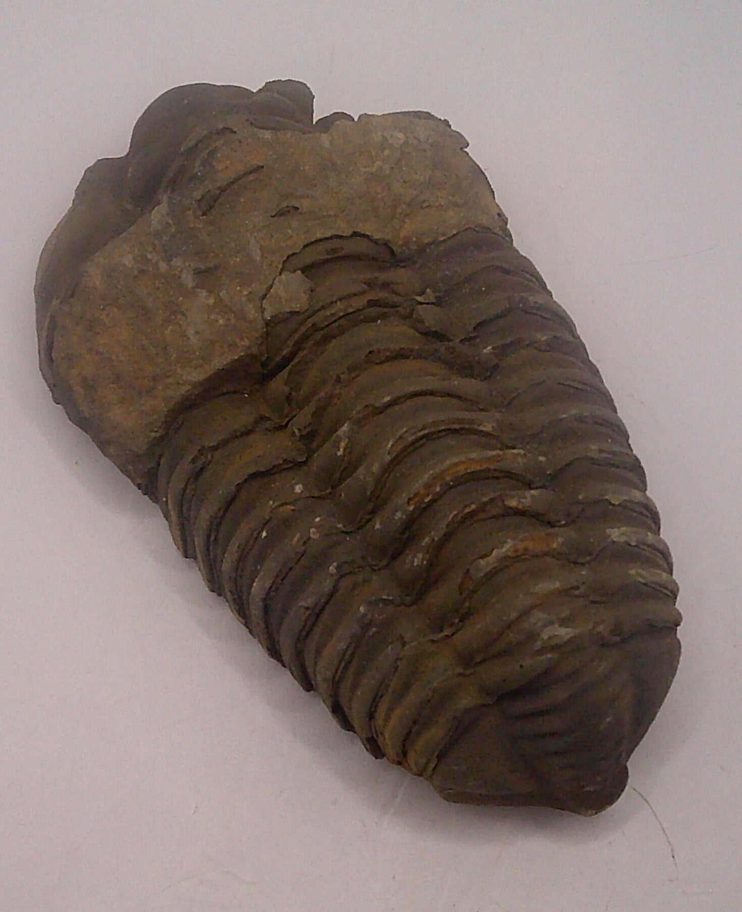 Flexycalymene Trilobite