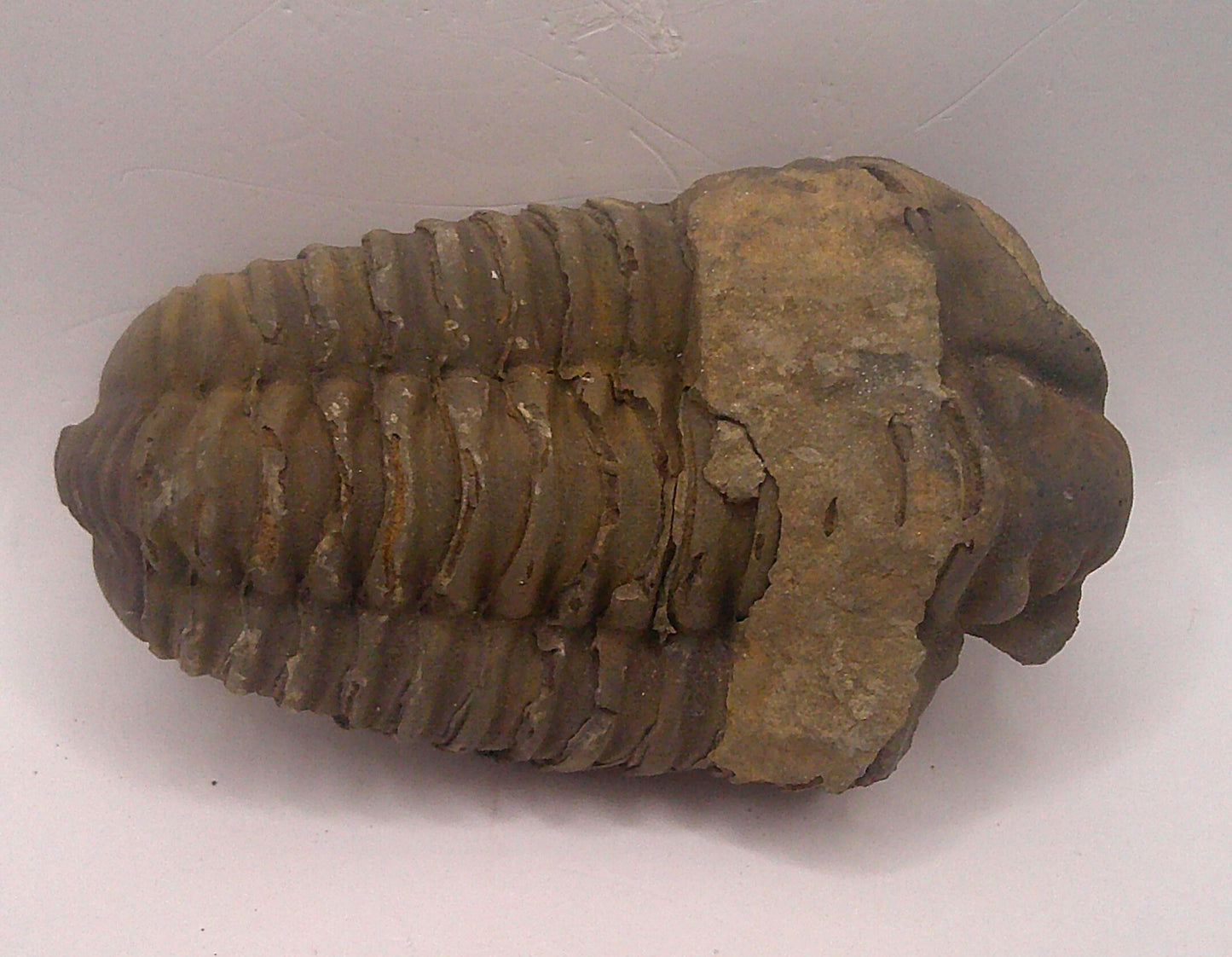 Flexycalymene Trilobite