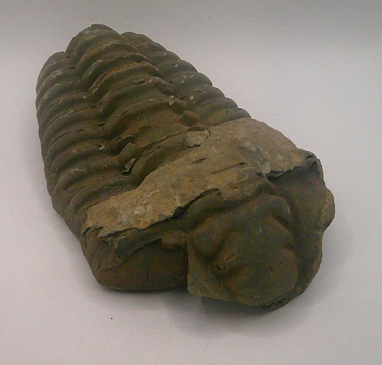 Flexycalymene Trilobite