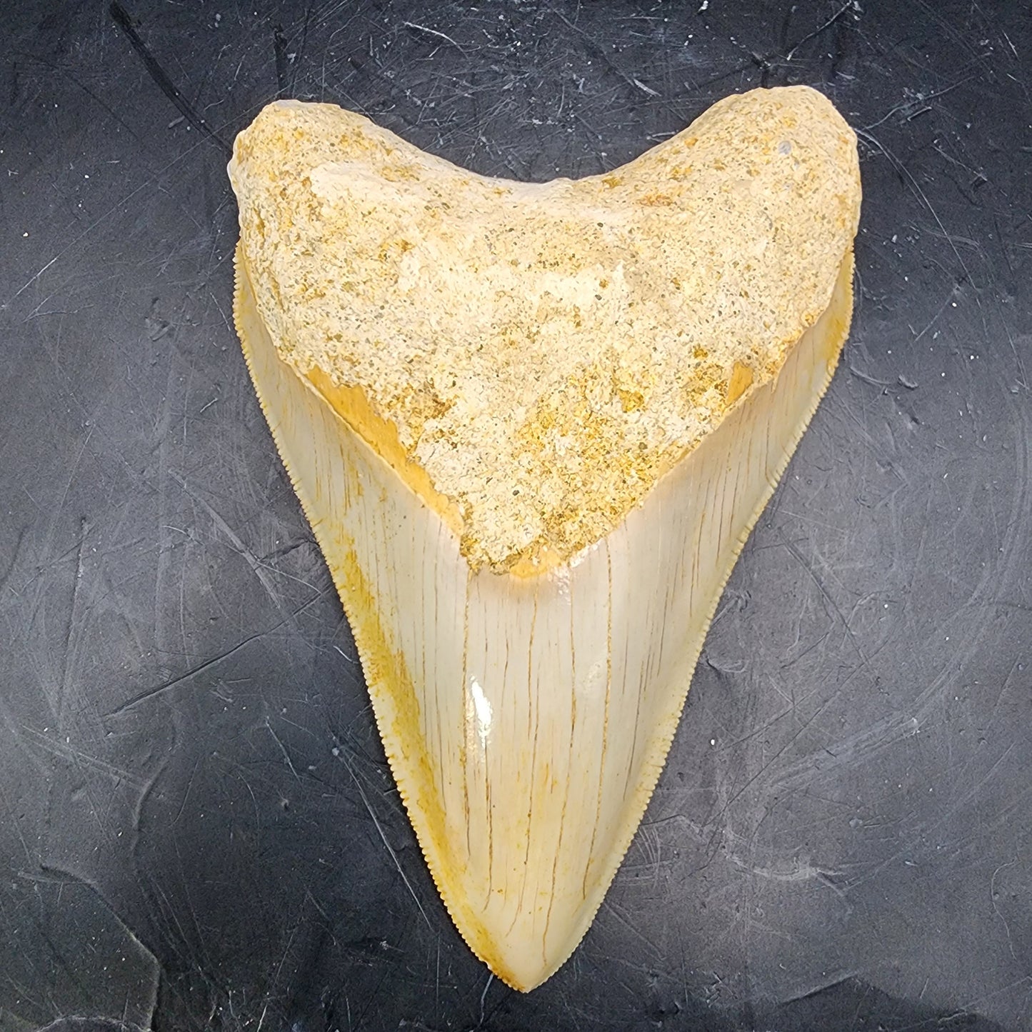 Caramel Colored Megalodon Tooth Package