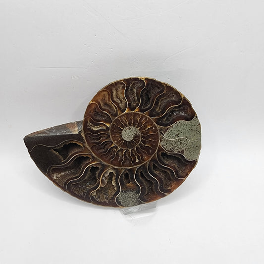 Split Polished Ammonite