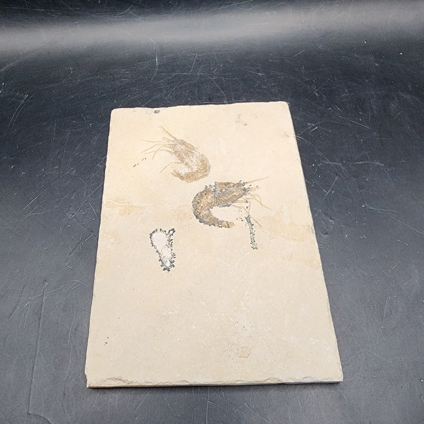 Plated Double Shrimp Fossil