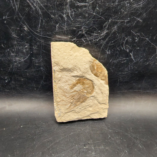 Juxtaposed Shrimp Fossil