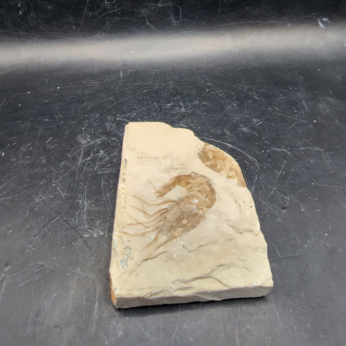 Juxtaposed Shrimp Fossil