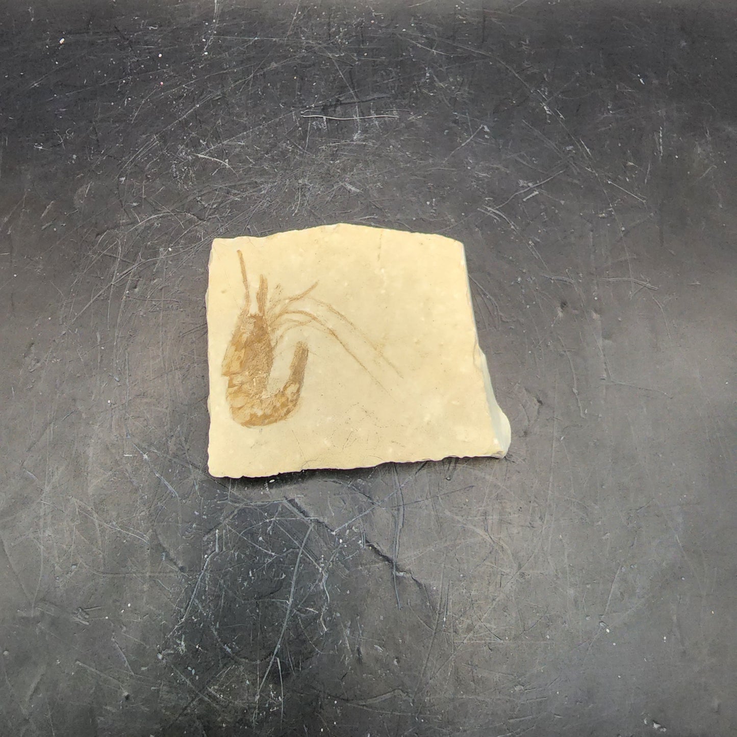 Plated Solitary Shrimp Fossil