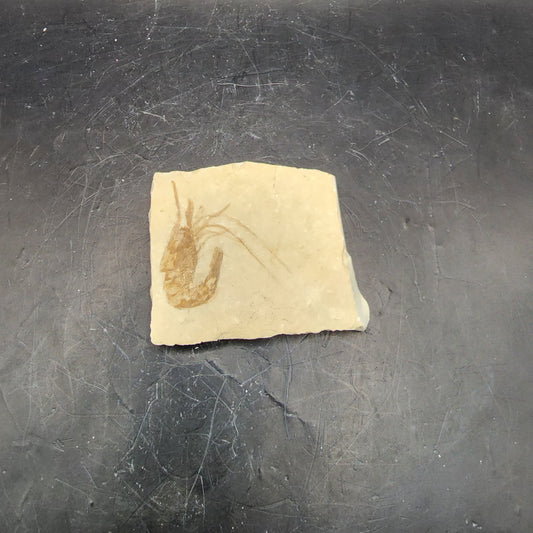 Plated Solitary Shrimp Fossil