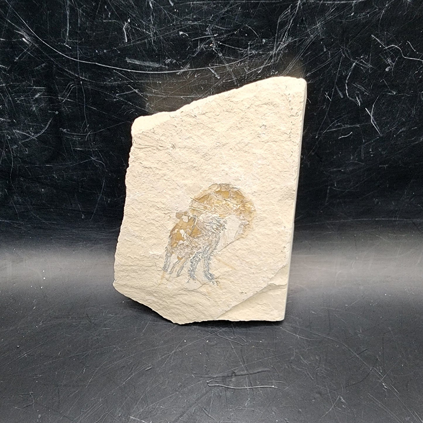 Detailed Solitary Shrimp Fossil