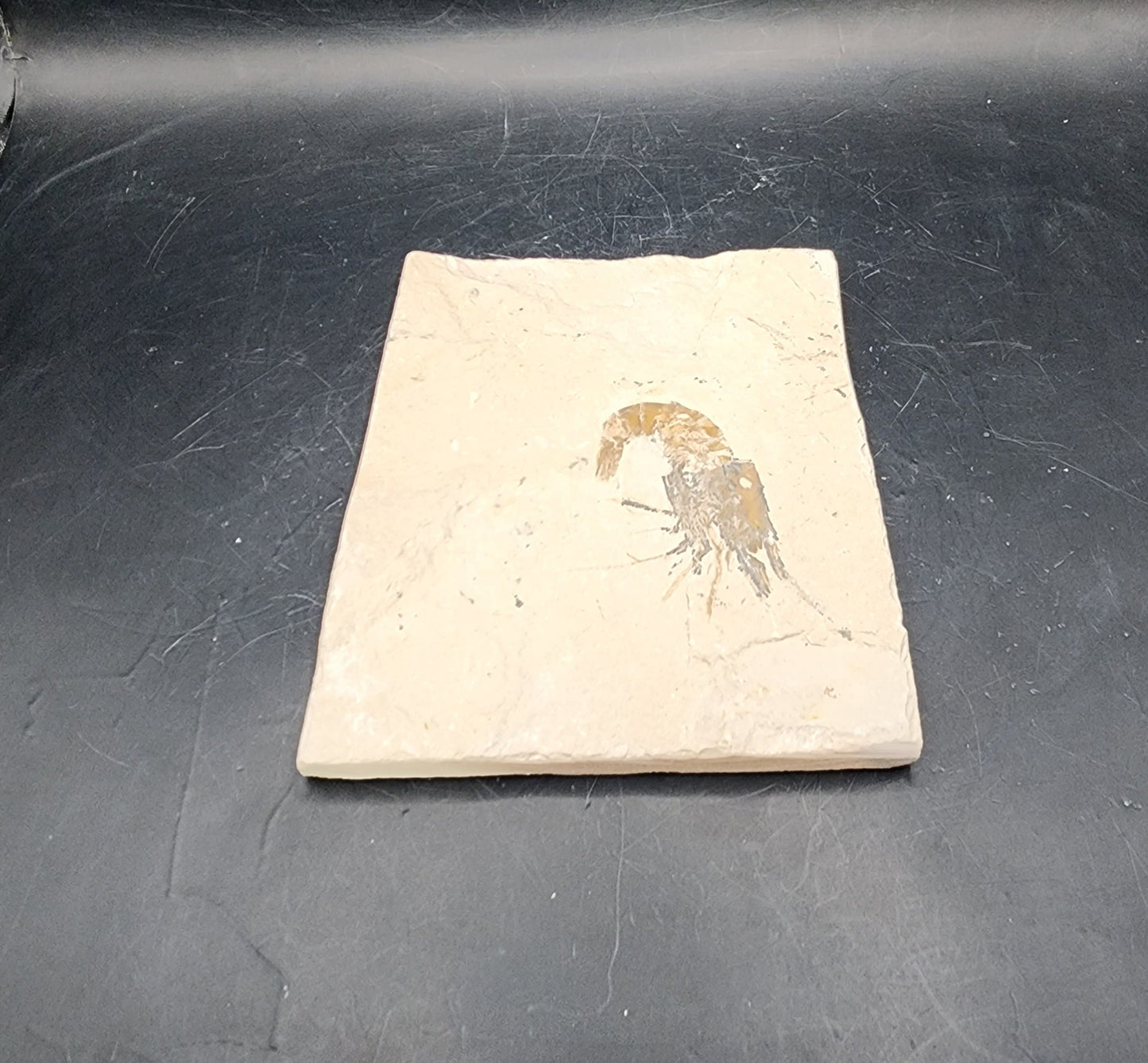 Square-Plated Shrimp Fossil