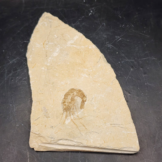 Sheeted Shrimp Fossil