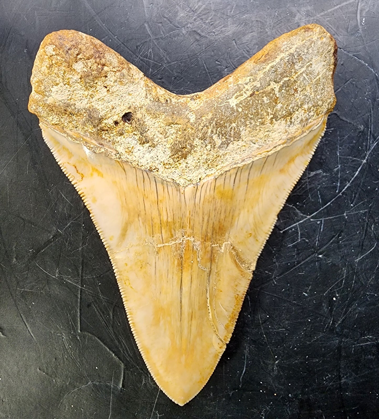 Megalodon Teeth Package