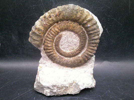 Ancient Ammonite