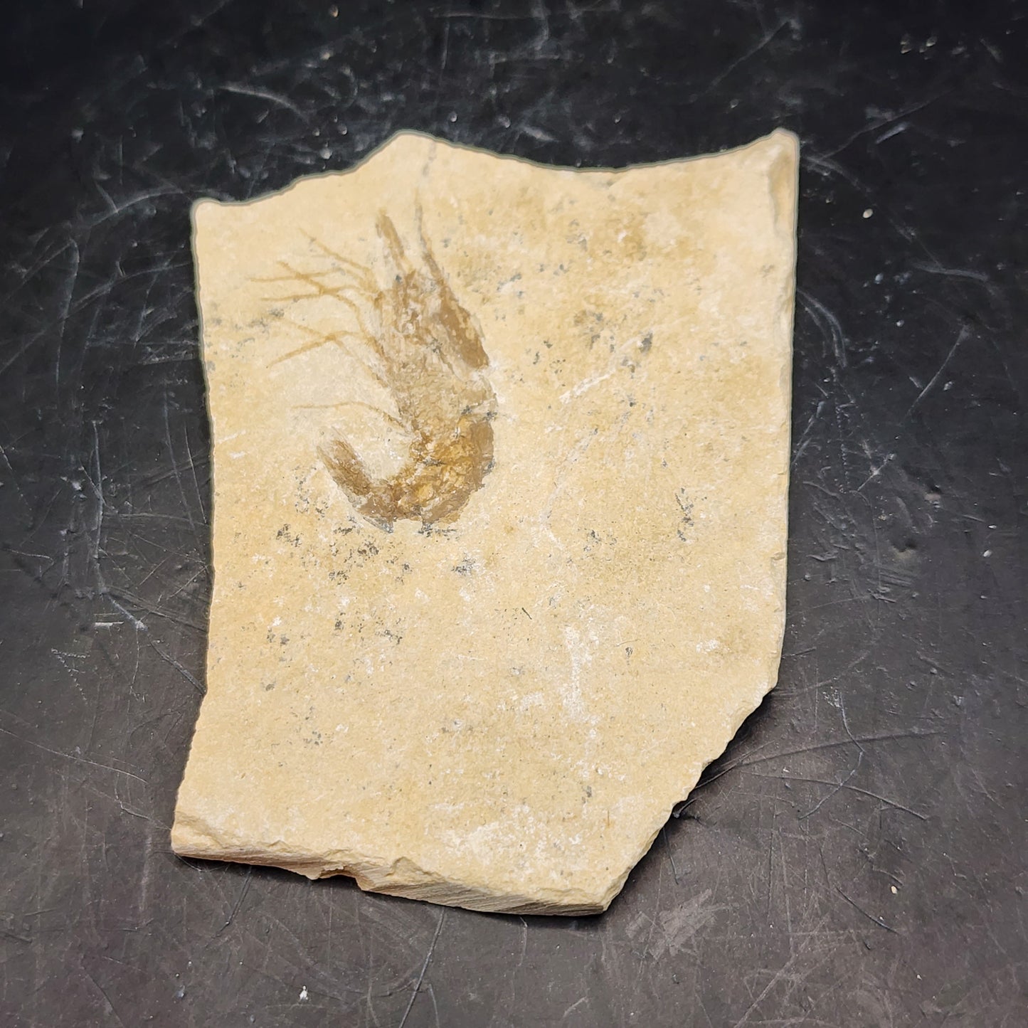 Lebanese Shrimp Fossil