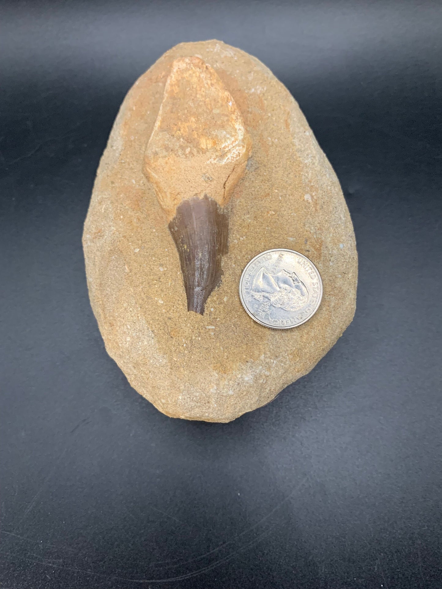 Magnificent Mosasaur Tooth