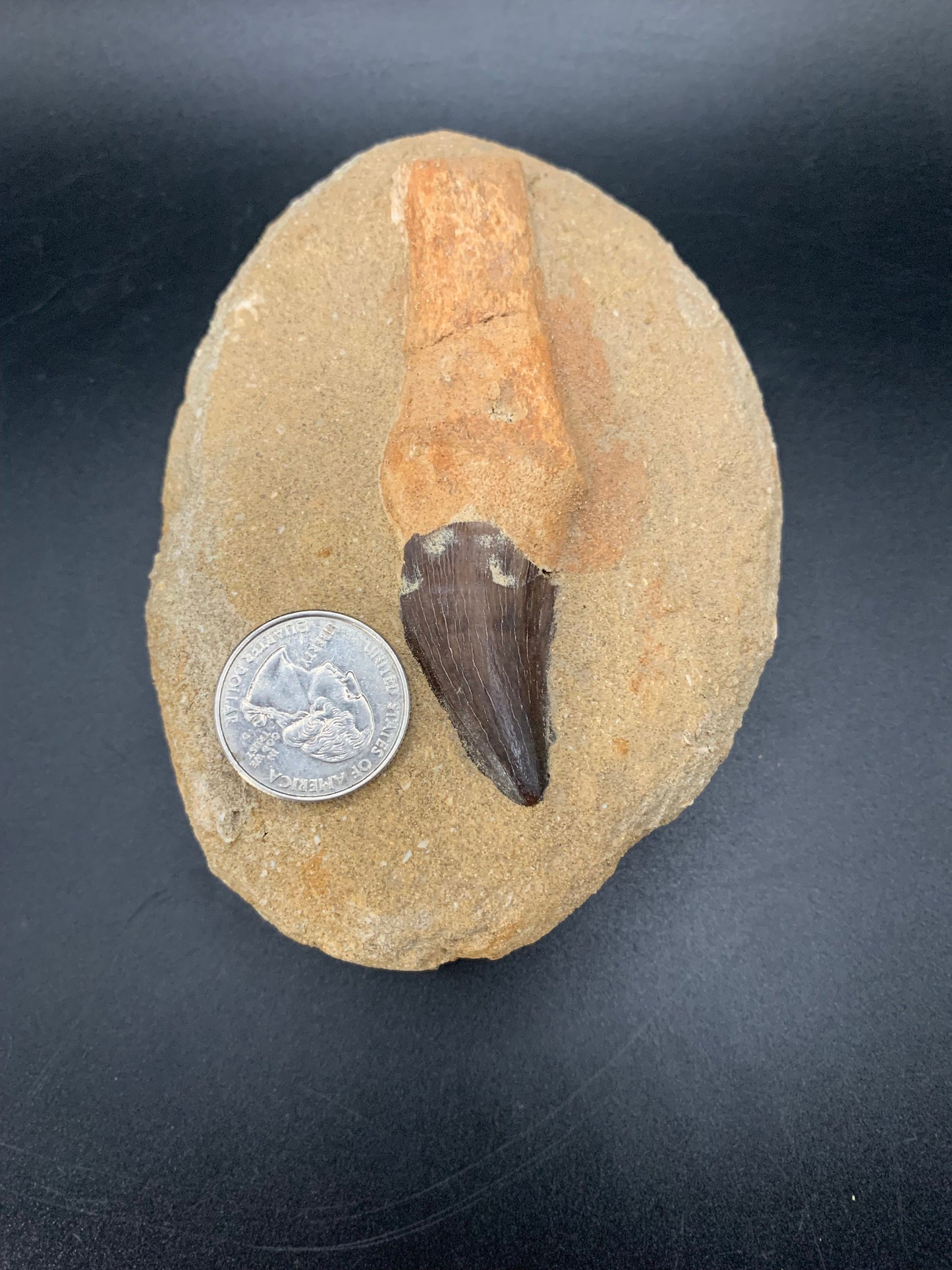 Mosasaur Tooth 1.4"