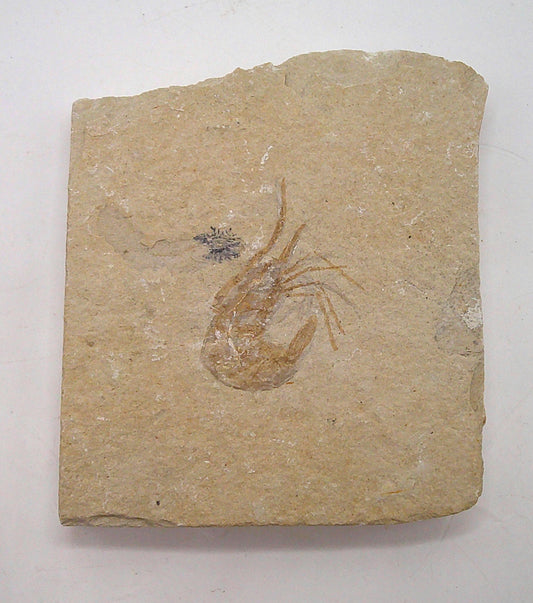 Fun Fossilized Shrimp