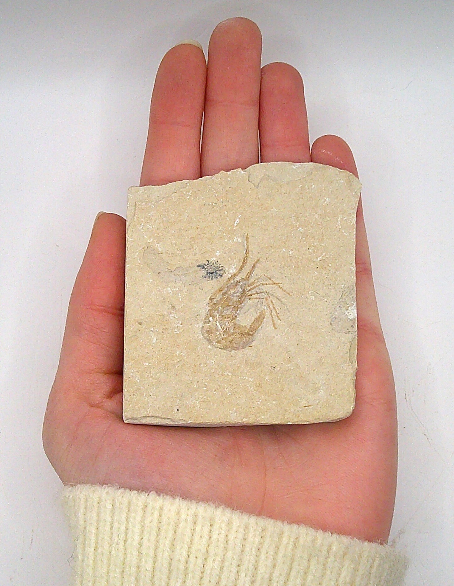 Fun Fossilized Shrimp