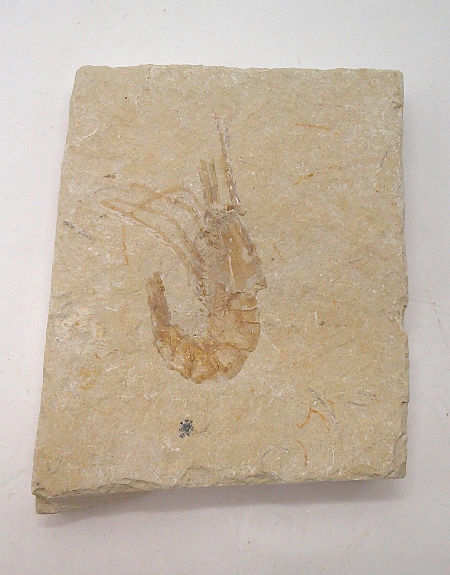 Flat-Sheeted Shrimp Fossil