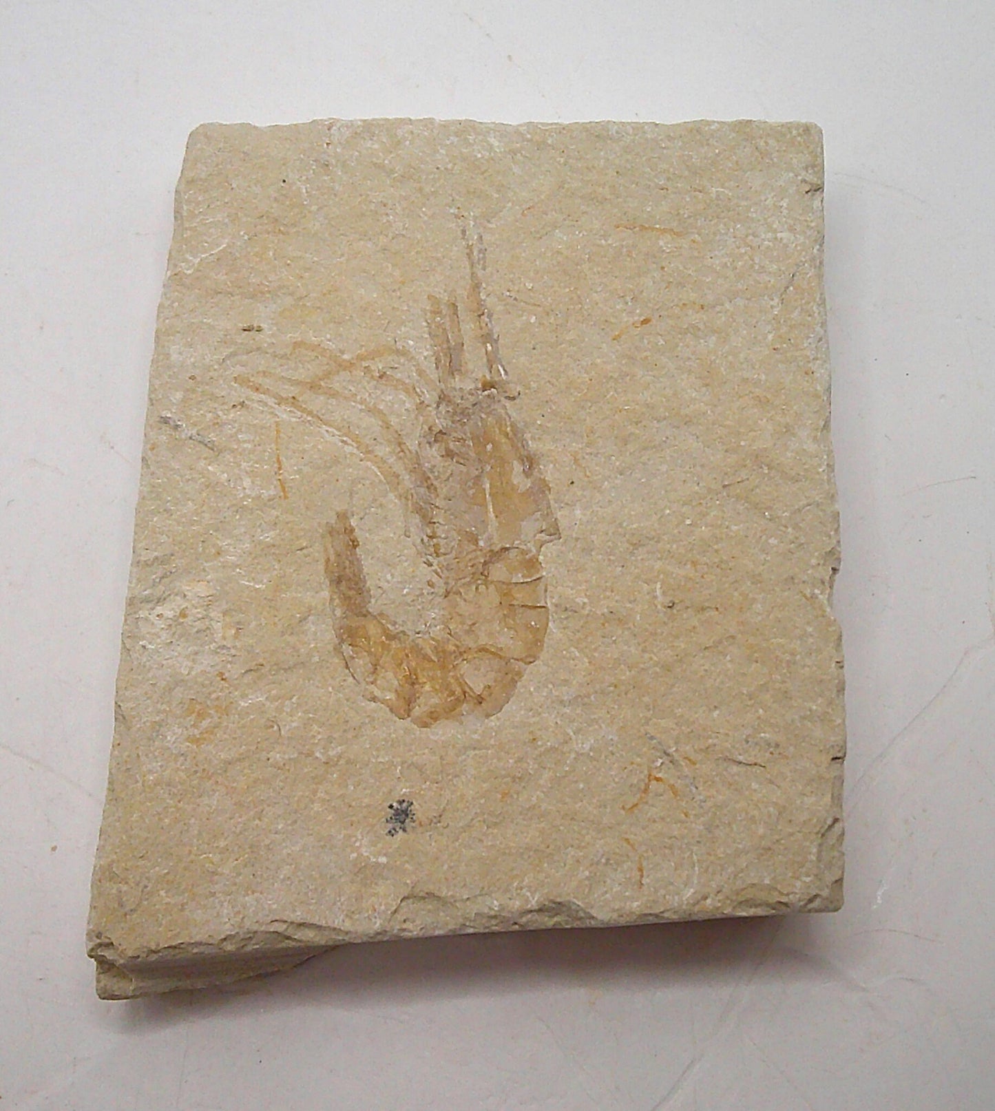 Flat-Sheeted Shrimp Fossil