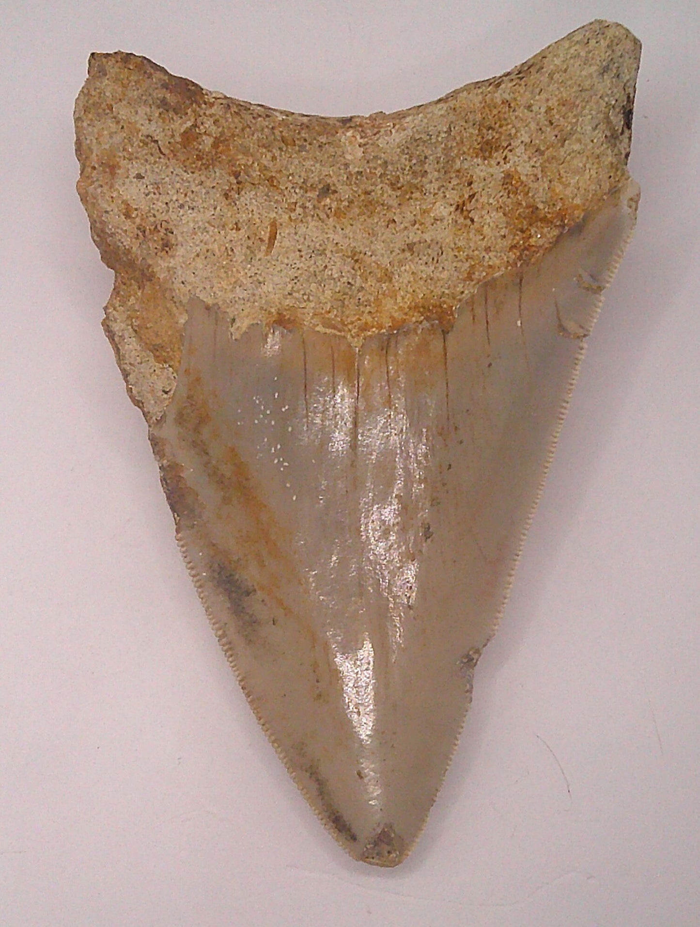 Multi-Colored Meg Tooth Package