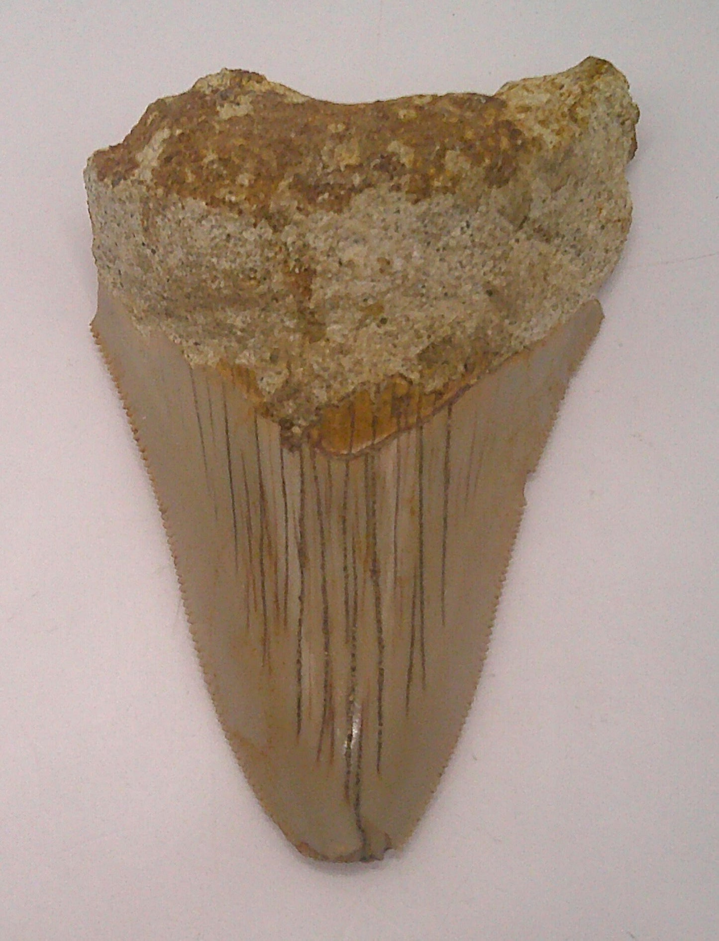 Meg Tooth Fossil Package