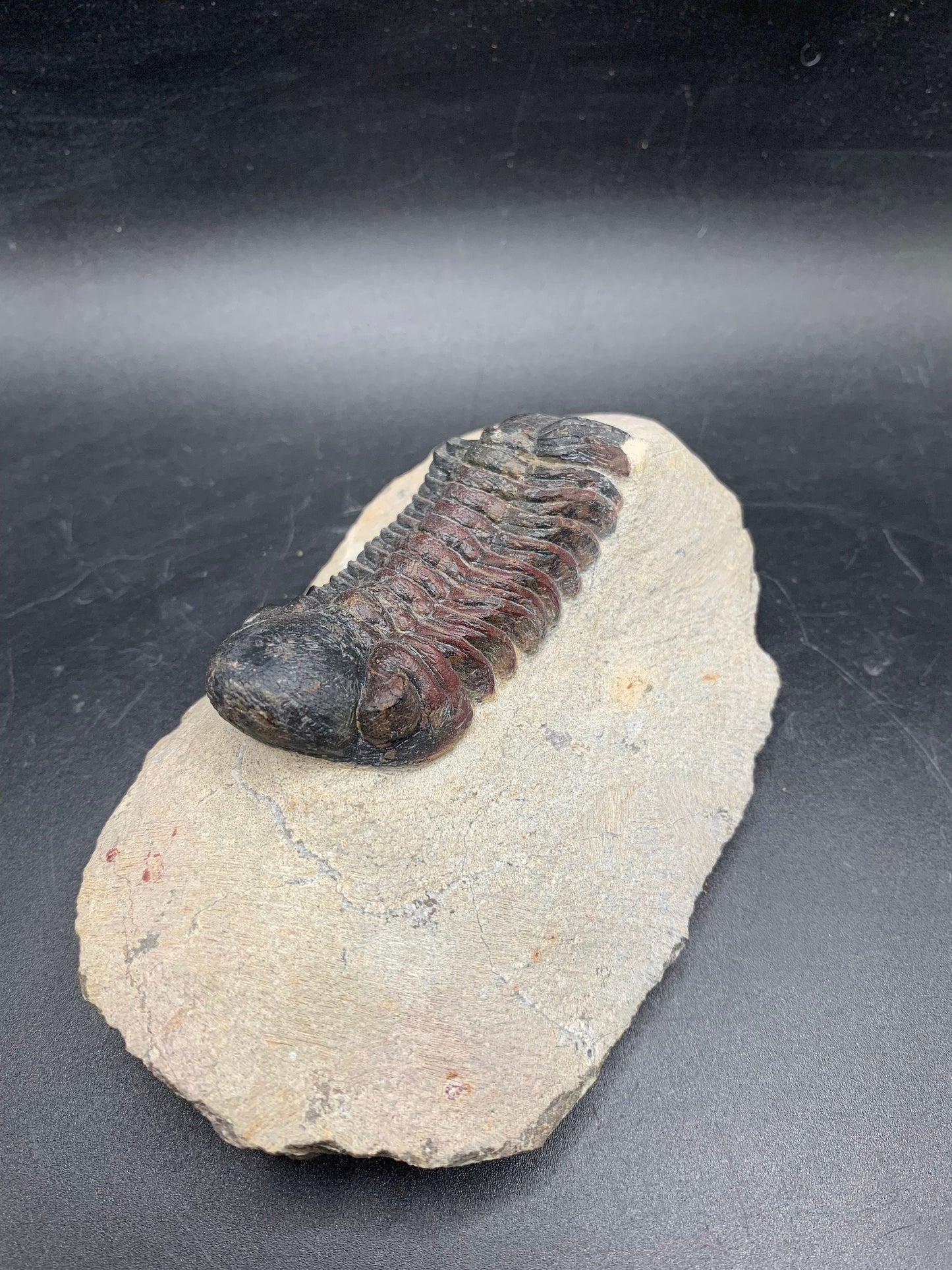 Crotalocephalina Trilobite 2.7";