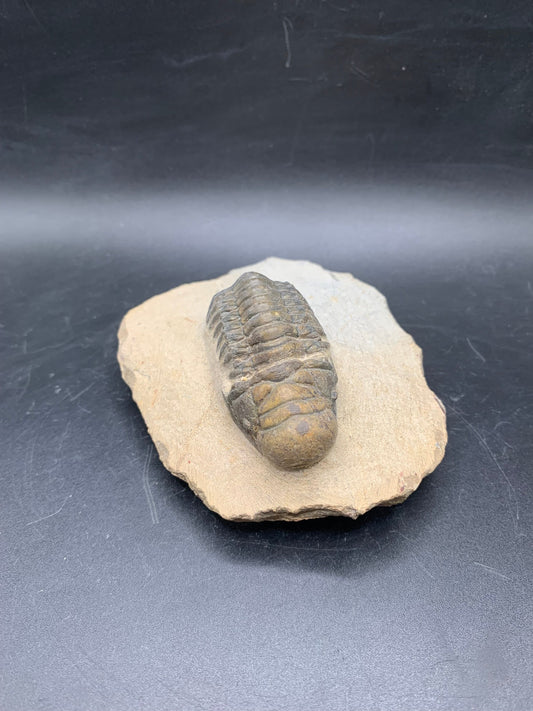 Trilobite Crotalocephalina 2.5"