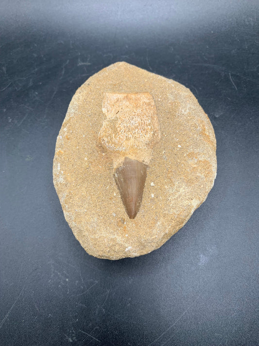 Mosasaur Tooth 1.1"