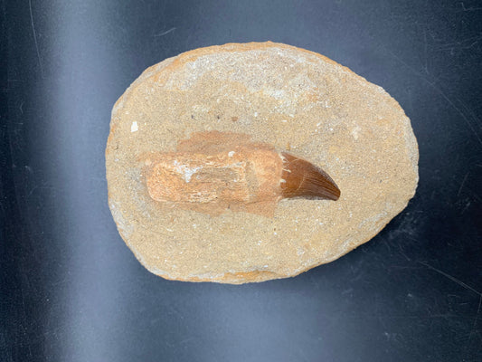 Awesome Mosasaur Tooth