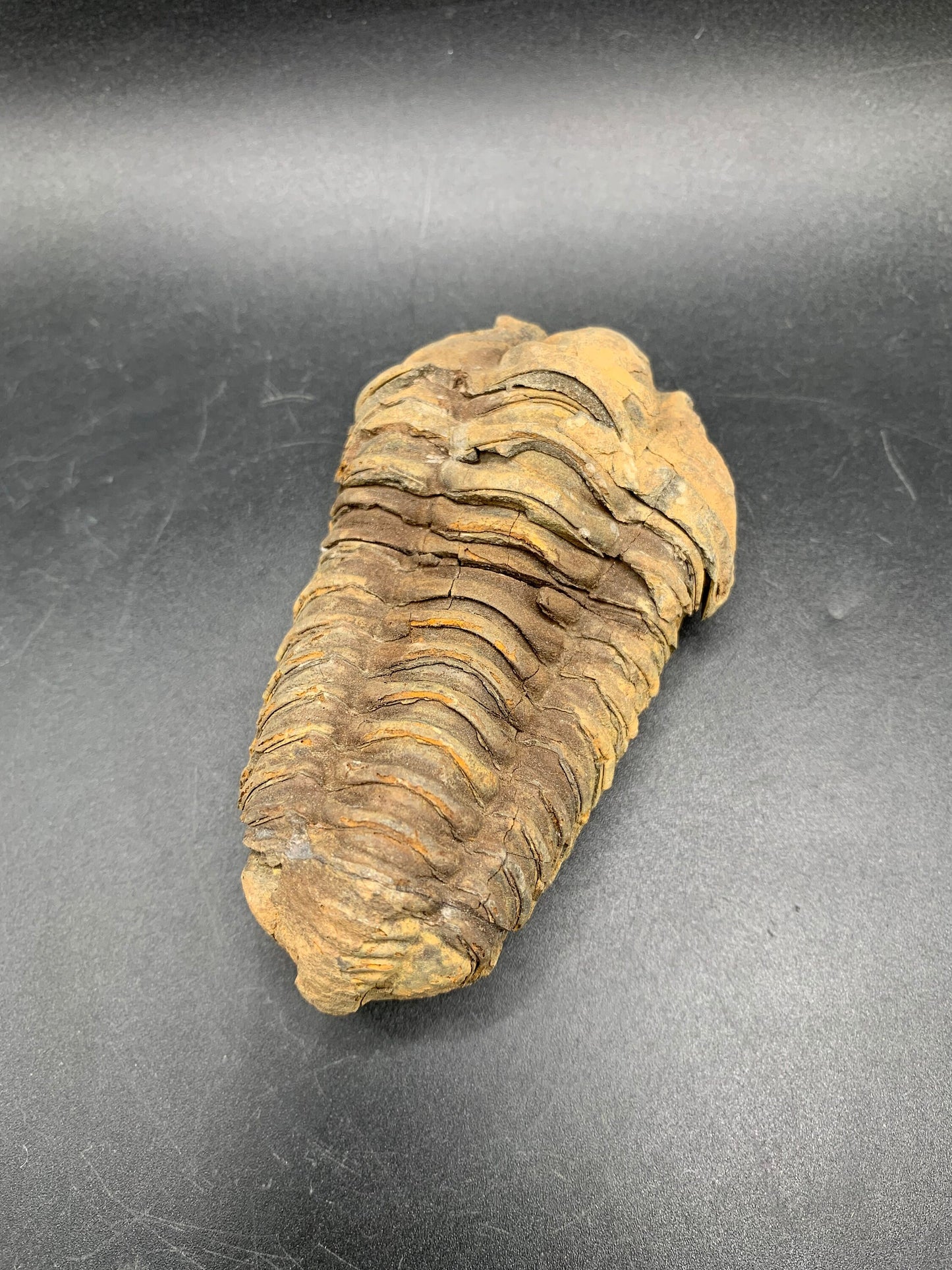 Big Flexicalymene Trilobite 3.6";