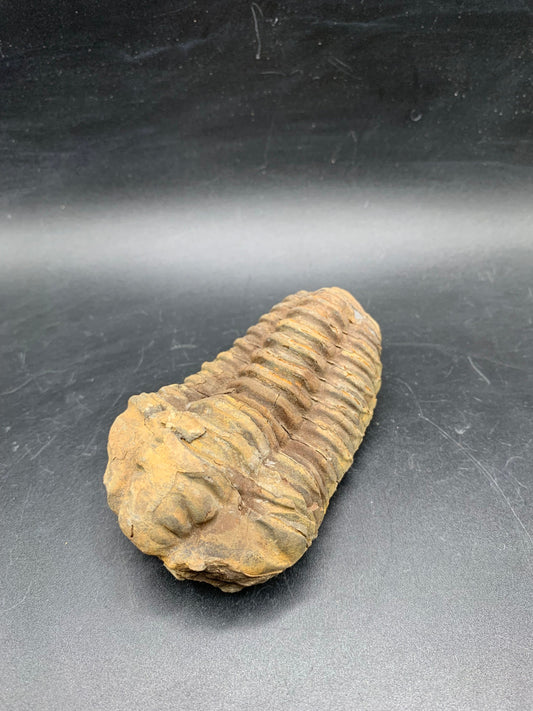 Big Flexicalymene Trilobite 3.6";