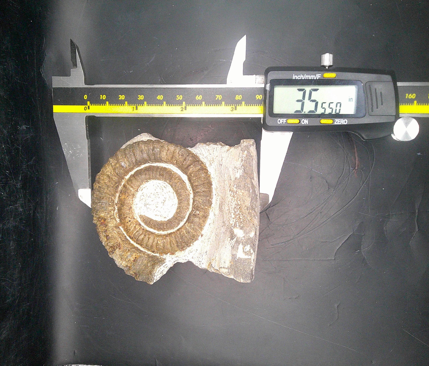 Ancient Ammonite