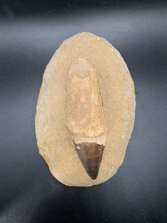 Mosasaur Tooth in Matrix