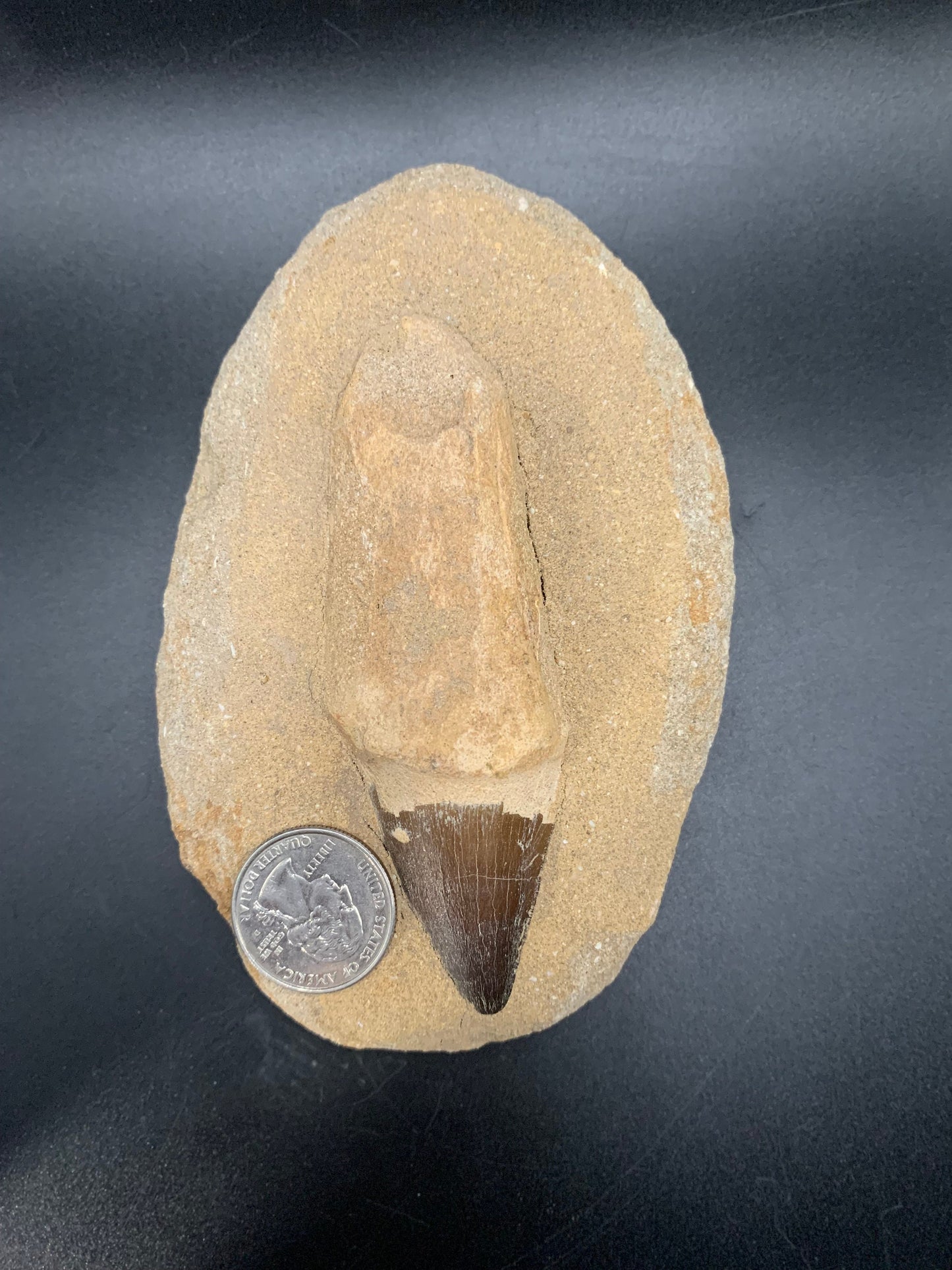 Mosasaur Tooth in Matrix