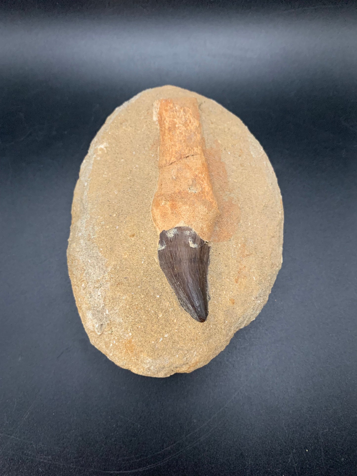 Mosasaur Tooth 1.4"