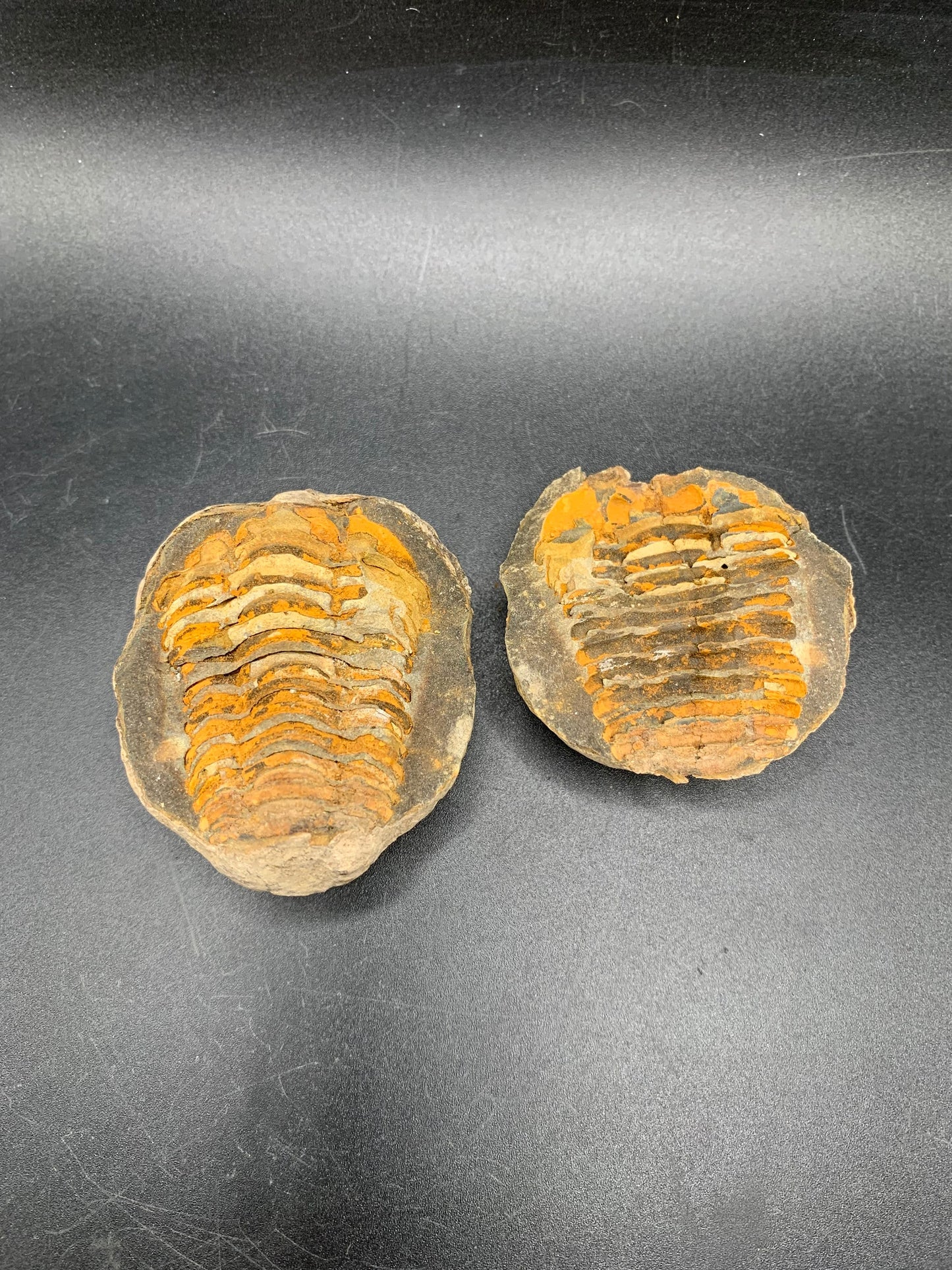 Trilobite in Nodule (Flexicalymene)