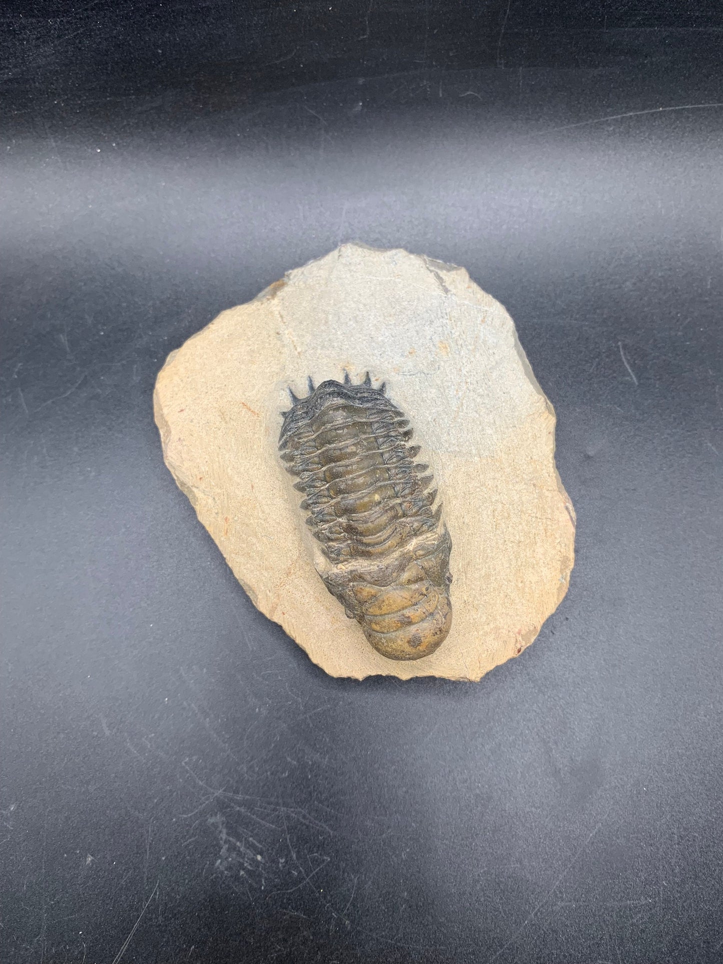 Trilobite Crotalocephalina 2.5"