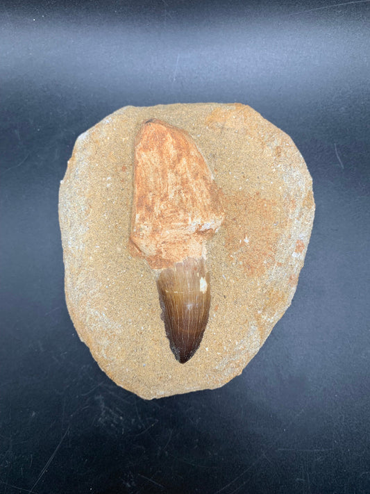 Mosasaur Tooth 1.4"