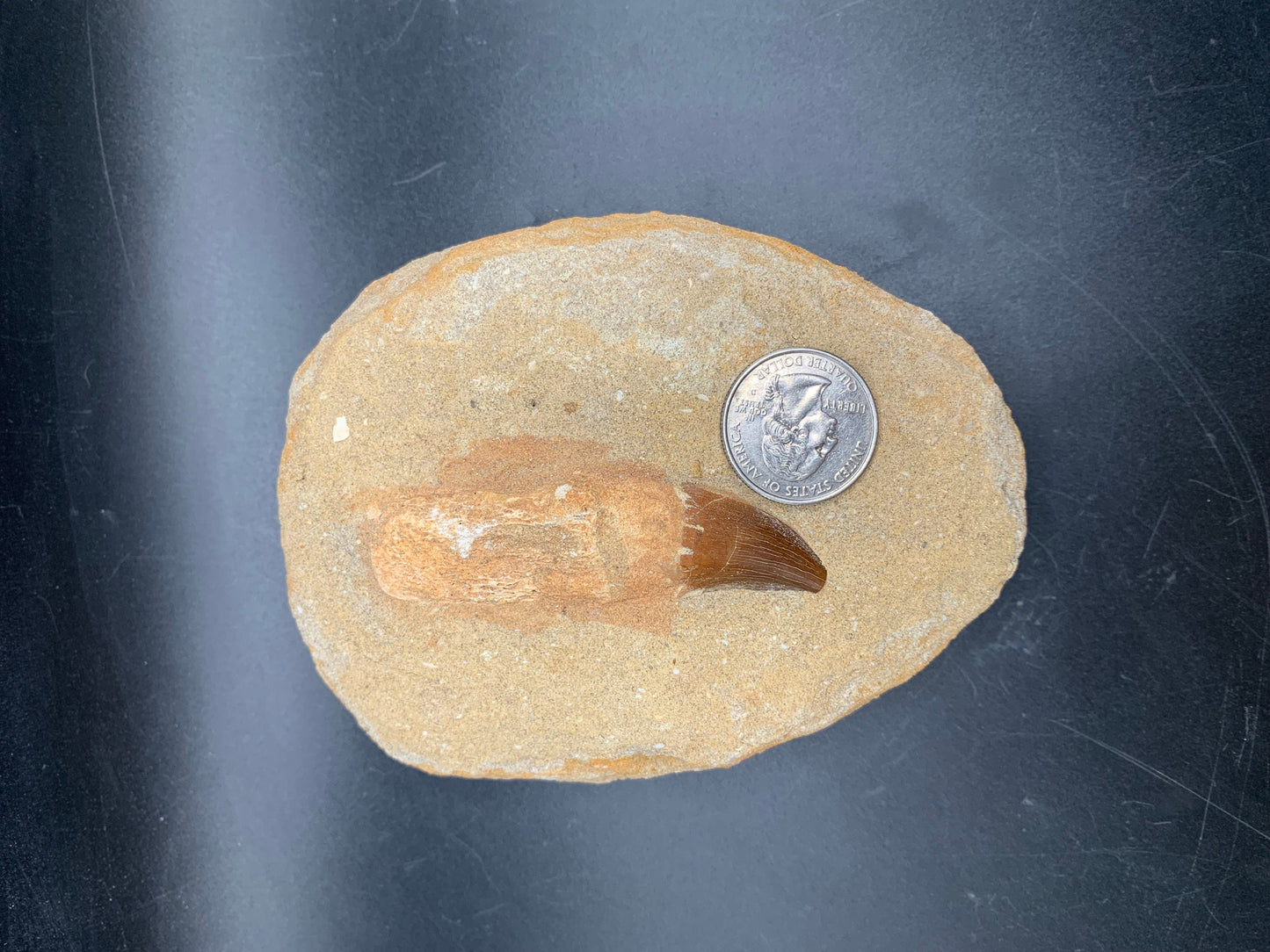 Awesome Mosasaur Tooth