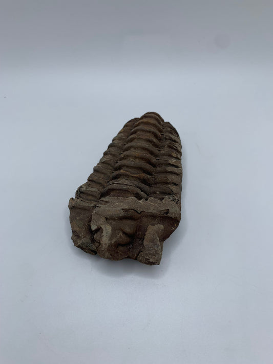 Flexicalymene Trilobite 3.1"