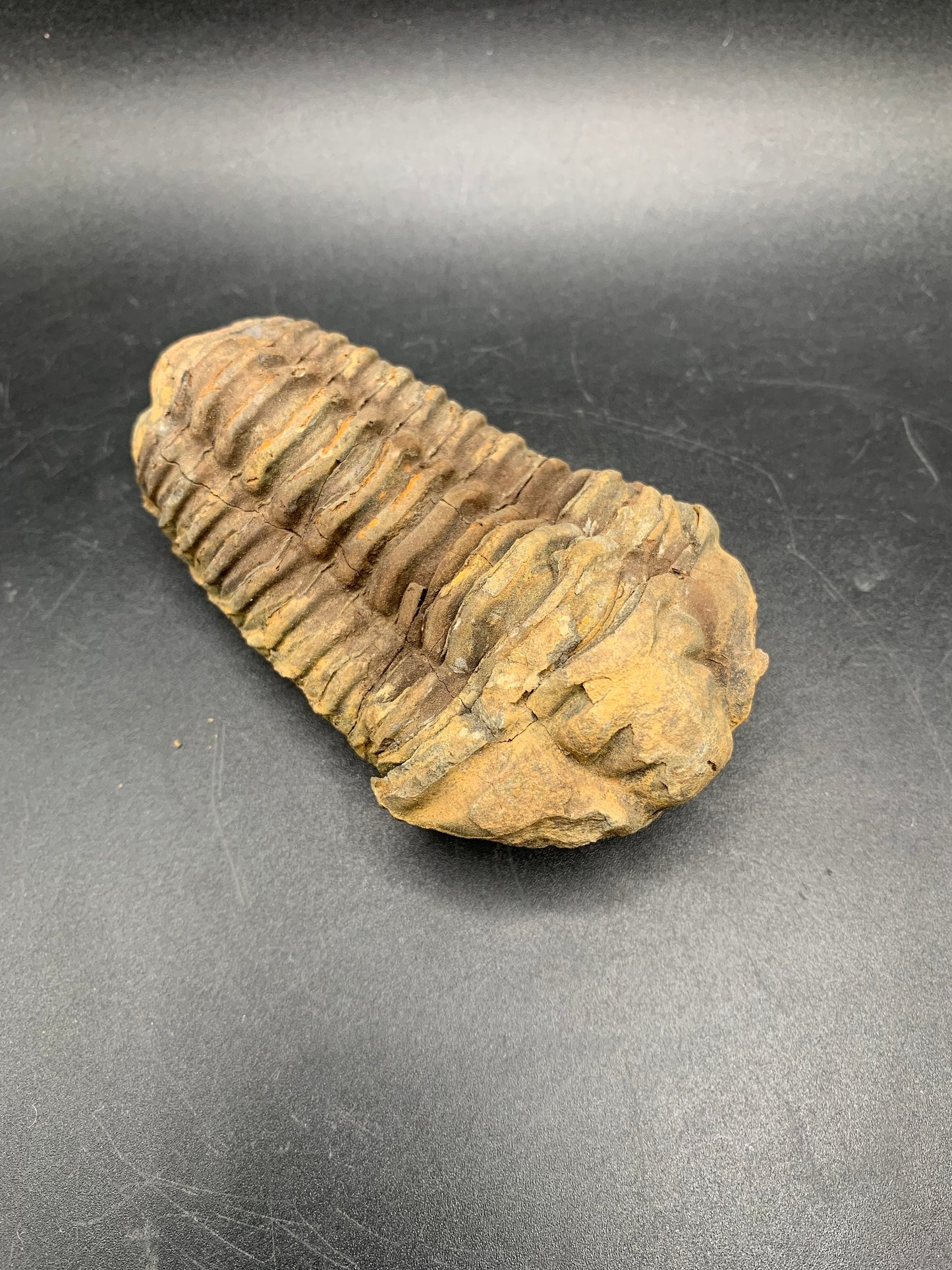 Big Flexicalymene Trilobite 3.6";