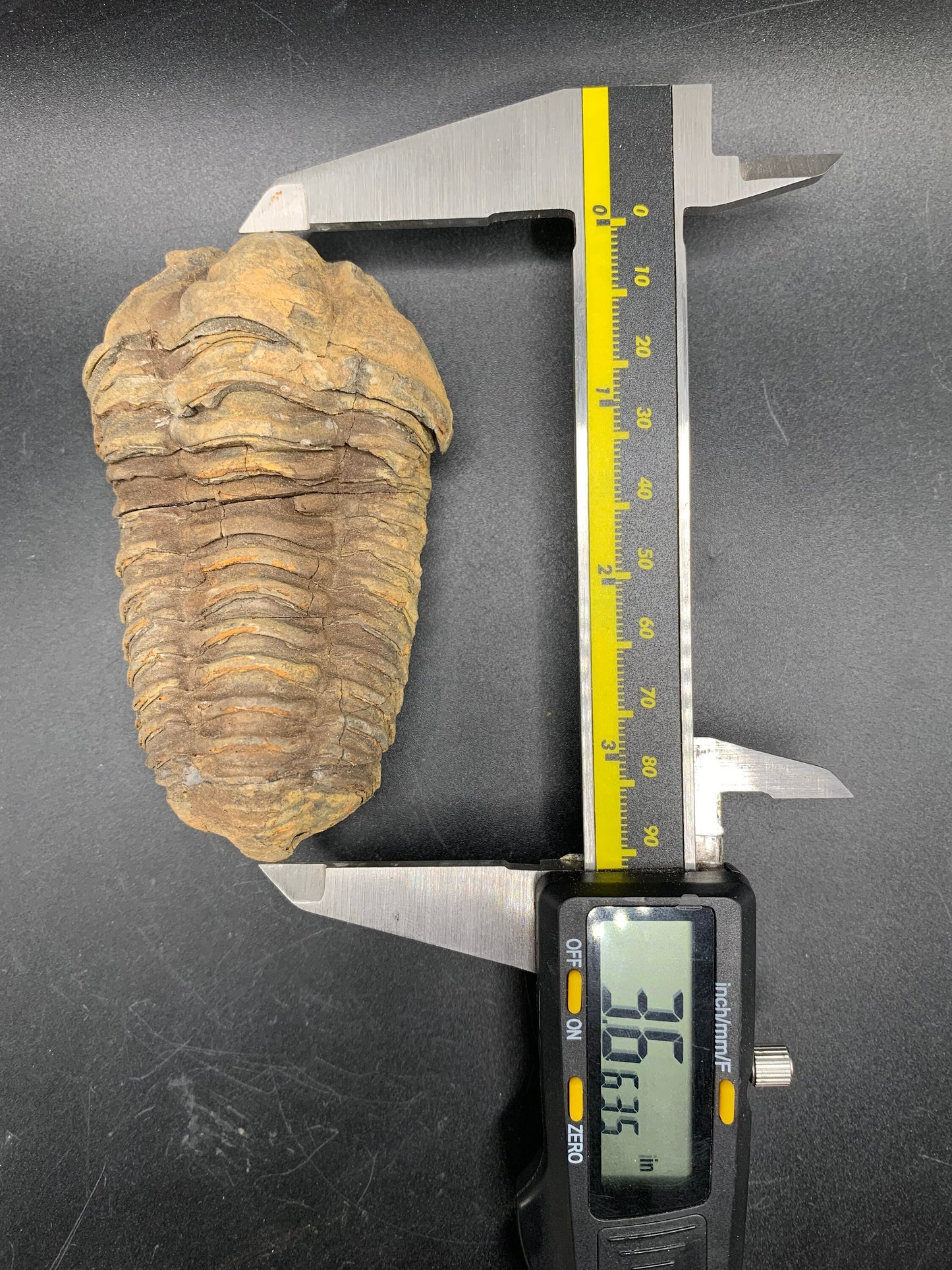 Big Flexicalymene Trilobite 3.6";