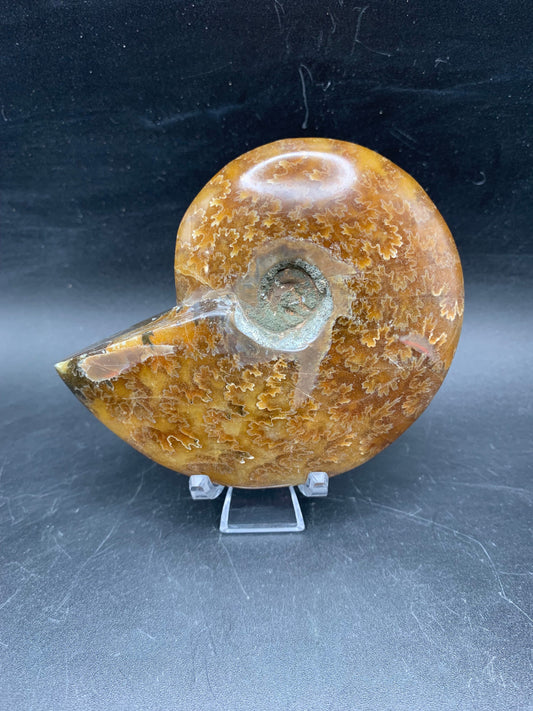 Whole Ammonite Fossil