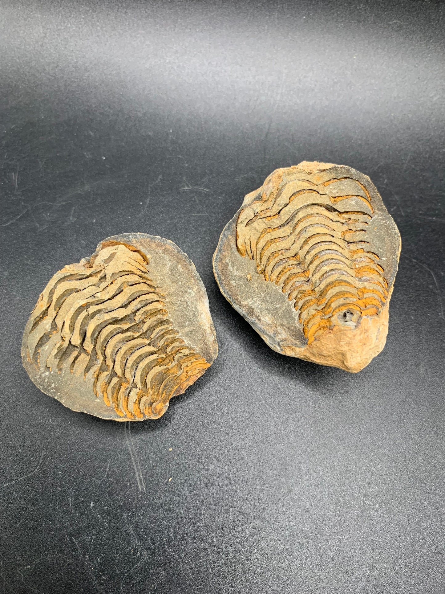 Trilobite in Nodule